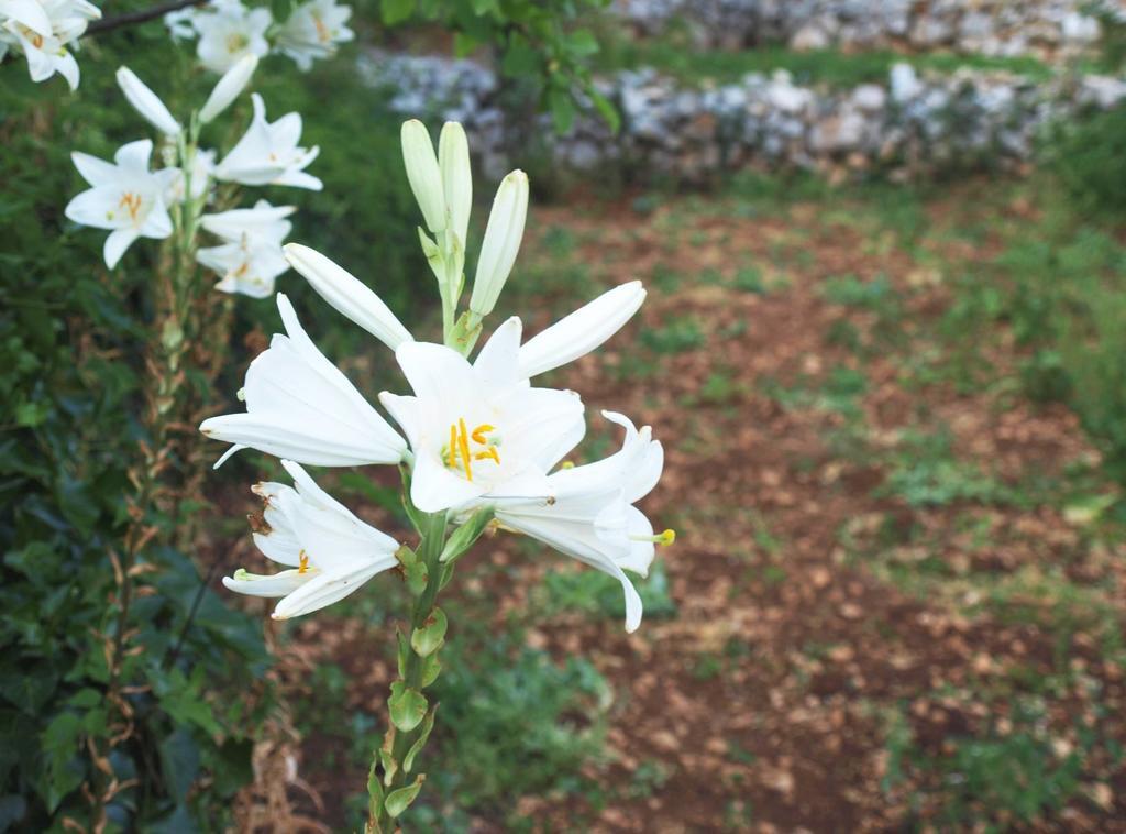 Holiday Home Loznati Cres Εξωτερικό φωτογραφία