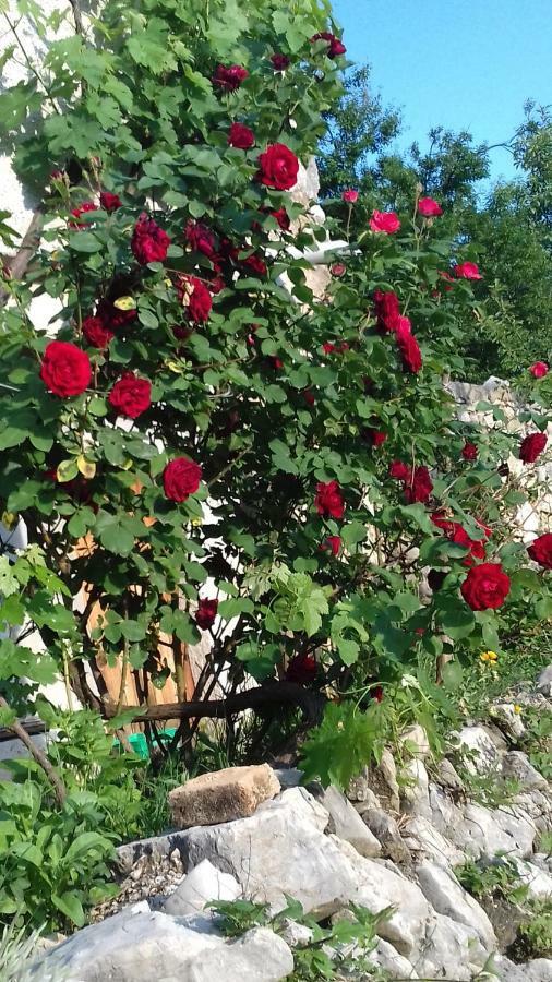 Holiday Home Loznati Cres Εξωτερικό φωτογραφία